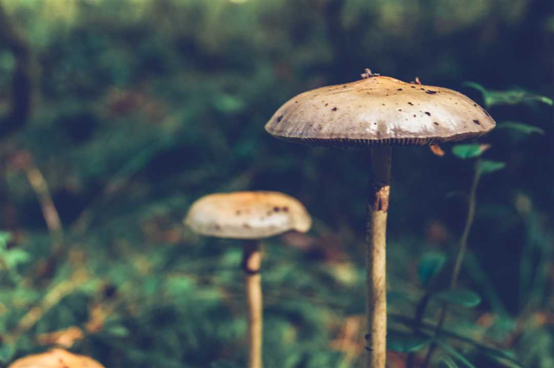 Опасность употребления галлюциногенных грибов