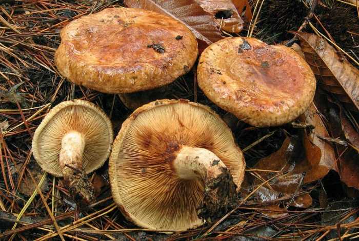 Управление по делам ГО и ЧС предупреждает - ОСТОРОЖНО, ядовитые грибы.