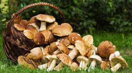 Опасные грибы, которые можно встретить в Амурской области
