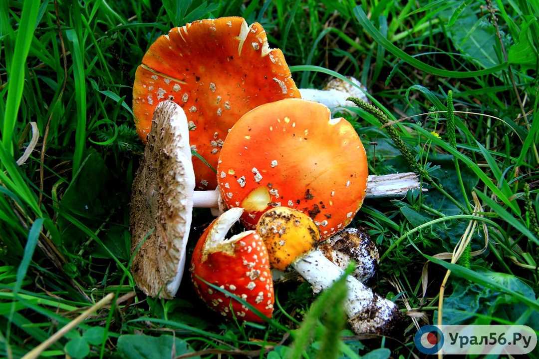 Фото и описание ядовитых грибов Архангельской области.