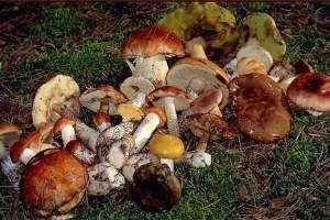 Опасные грибы, произрастающие в астраханской области