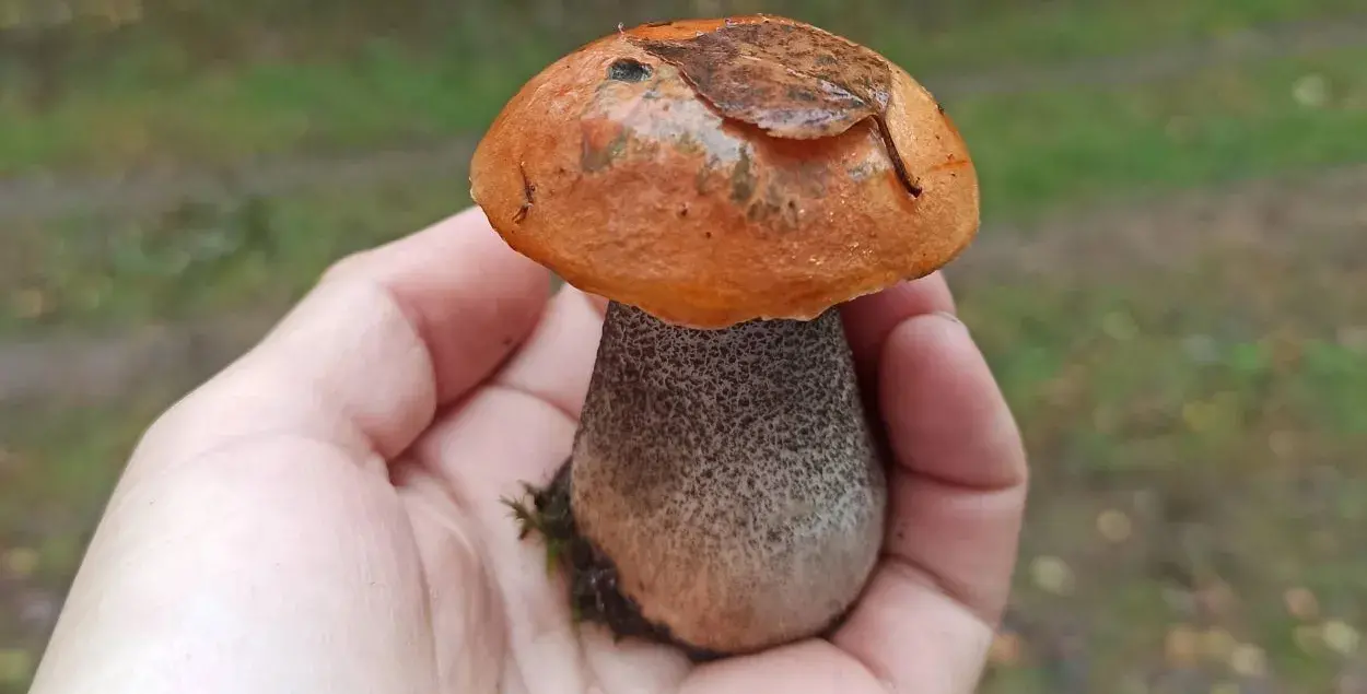 Ядовитые грибы Белгородской области