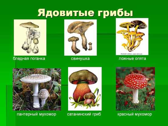 Ядовитые грибы белгородской области