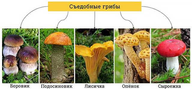 Ядовитые грибы и растения