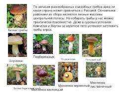 Съедобные грибы Брянской области