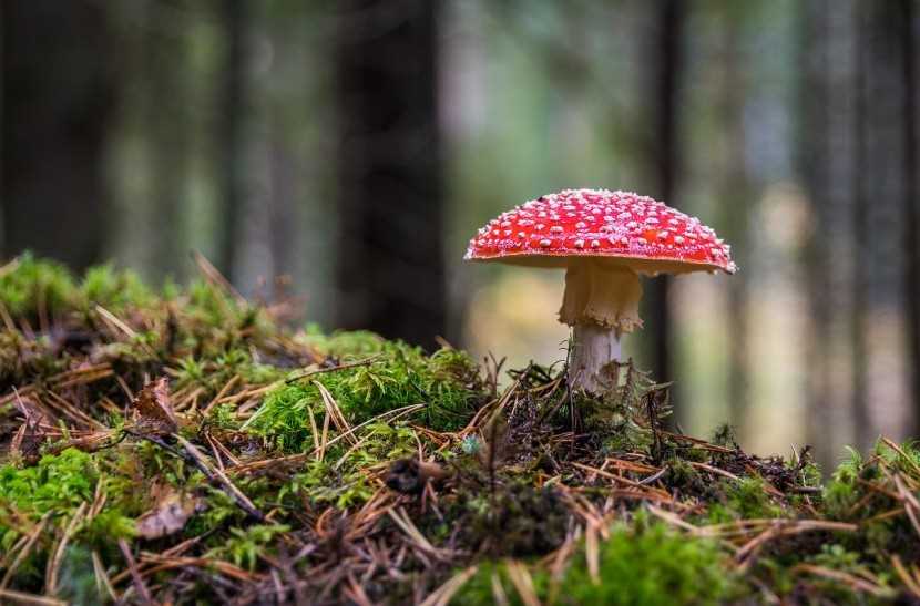 Опасность лесных ядовитых грибов