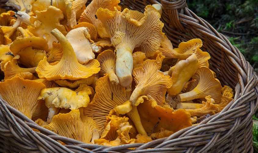 Опасность грибов Бурятии — знакомство с ядовитыми видами
