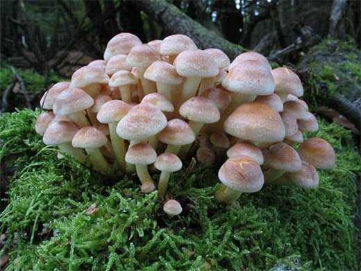 Фото и подробное описание ядовитых грибов региона Челябинска