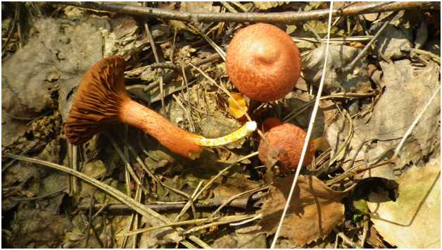 Ядовитые грибы чувашии