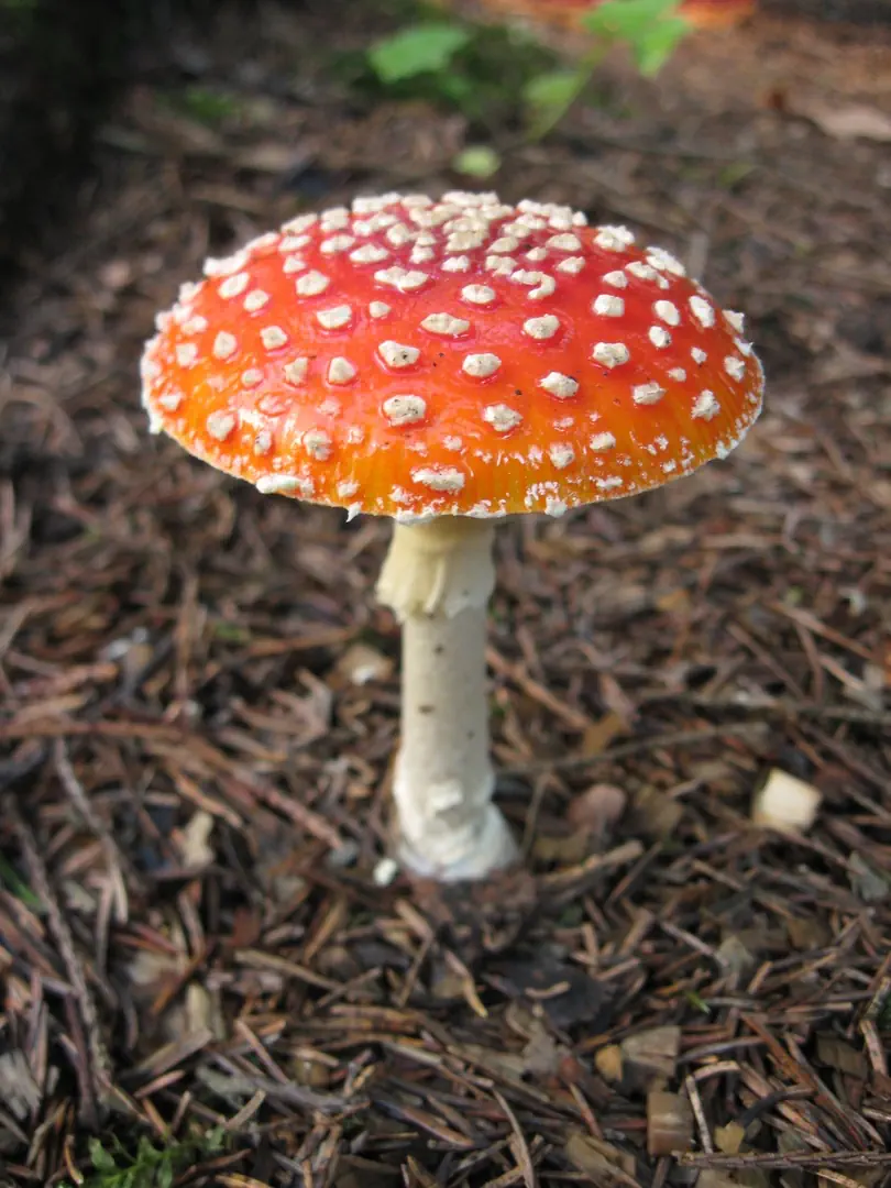 Что такое ядовитые грибы?