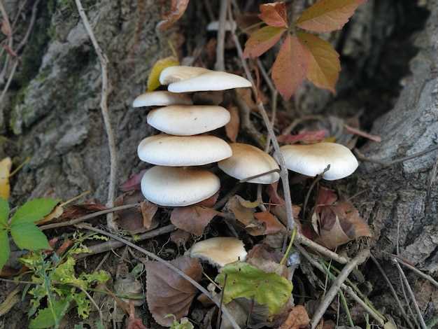 Ядовитые грибы — это паразиты в мире растений.