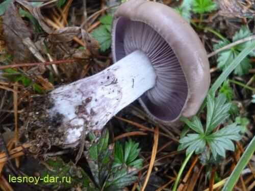 Опасные грибы фиолетового оттенка
