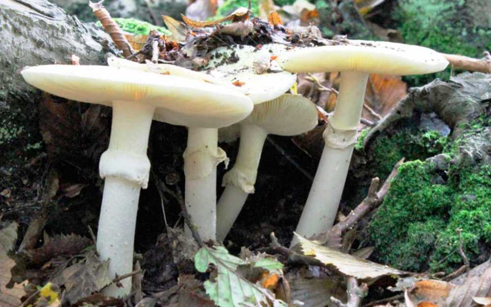 Какие грибы собирать в Красноярском крае