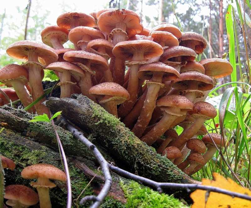 Опасные растения и грибы Красноярского края — изучение и предотвращение последствий