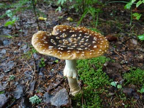 Опасные грибы и растения Новгородской области