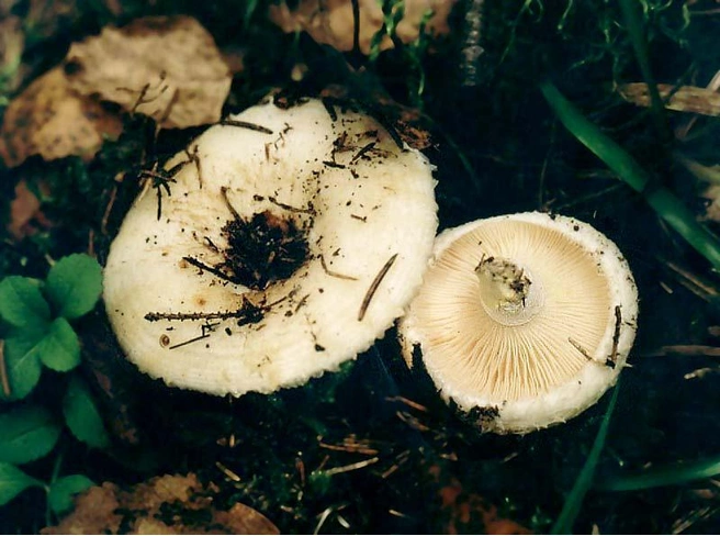 Опасные растения и грибы, которые встречаются в ростовской области
