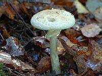 Опасные грибы и растения в регионе Калужской области