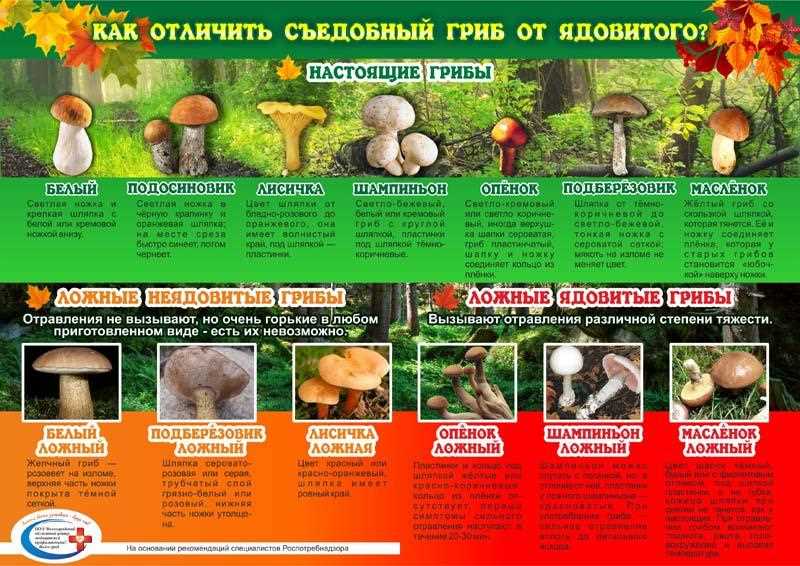 Сбор грибов на Камчатке сбор осенью
