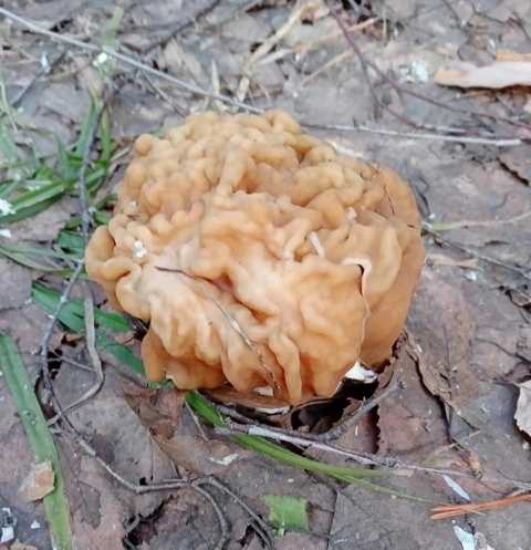 Ядовитые грибы ивановской области