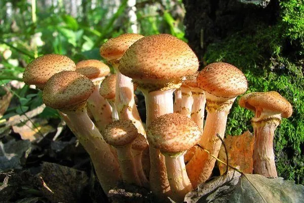 Млечник род грибов – Википедия