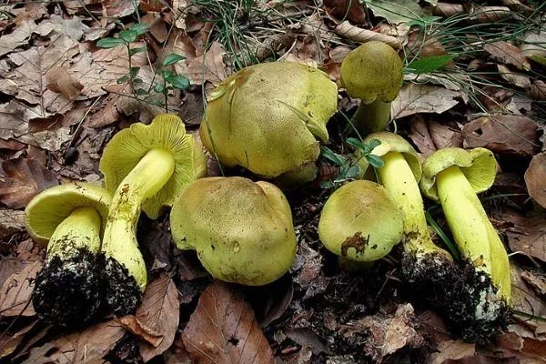 Ядовитые грибы калининградской области