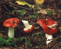 Ядовитые грибы и несъедобные грибы