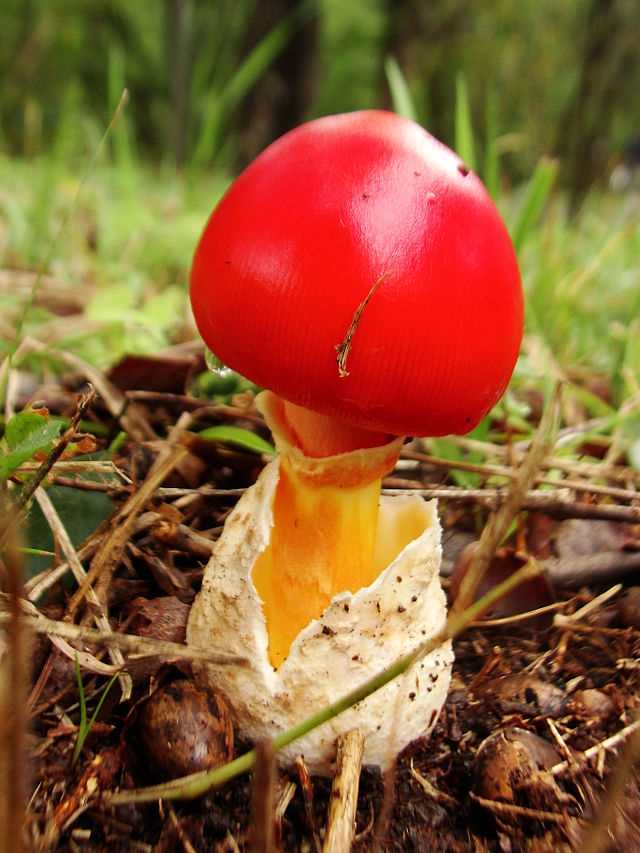 Ядовитые грибы камчатки