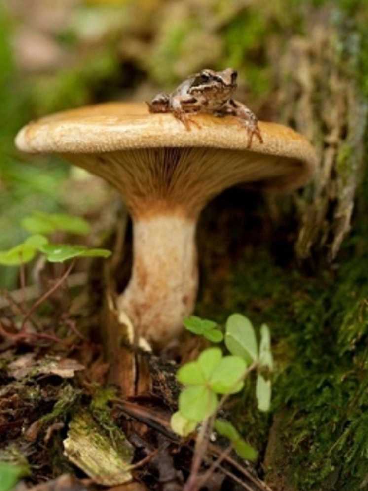 Ядовитые грибы карелии