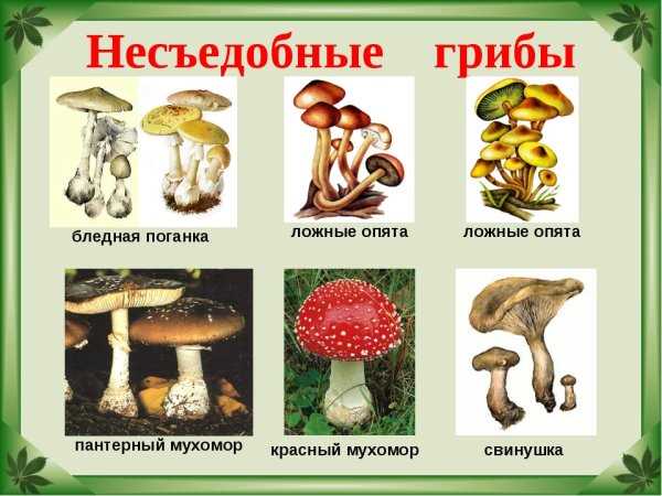 Ядовитые грибы картинки для детей с названиями