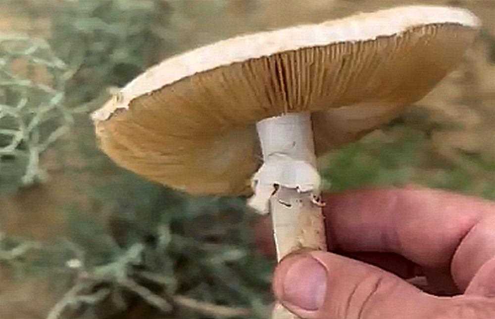 Опасные грибы, которые растут на территории Казахстана