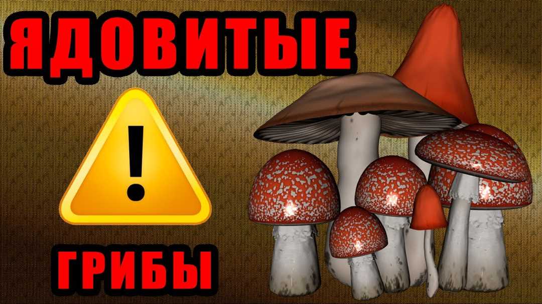 Ядовитые грибы Кировской области — опасные виды с описанием и фотографиями.