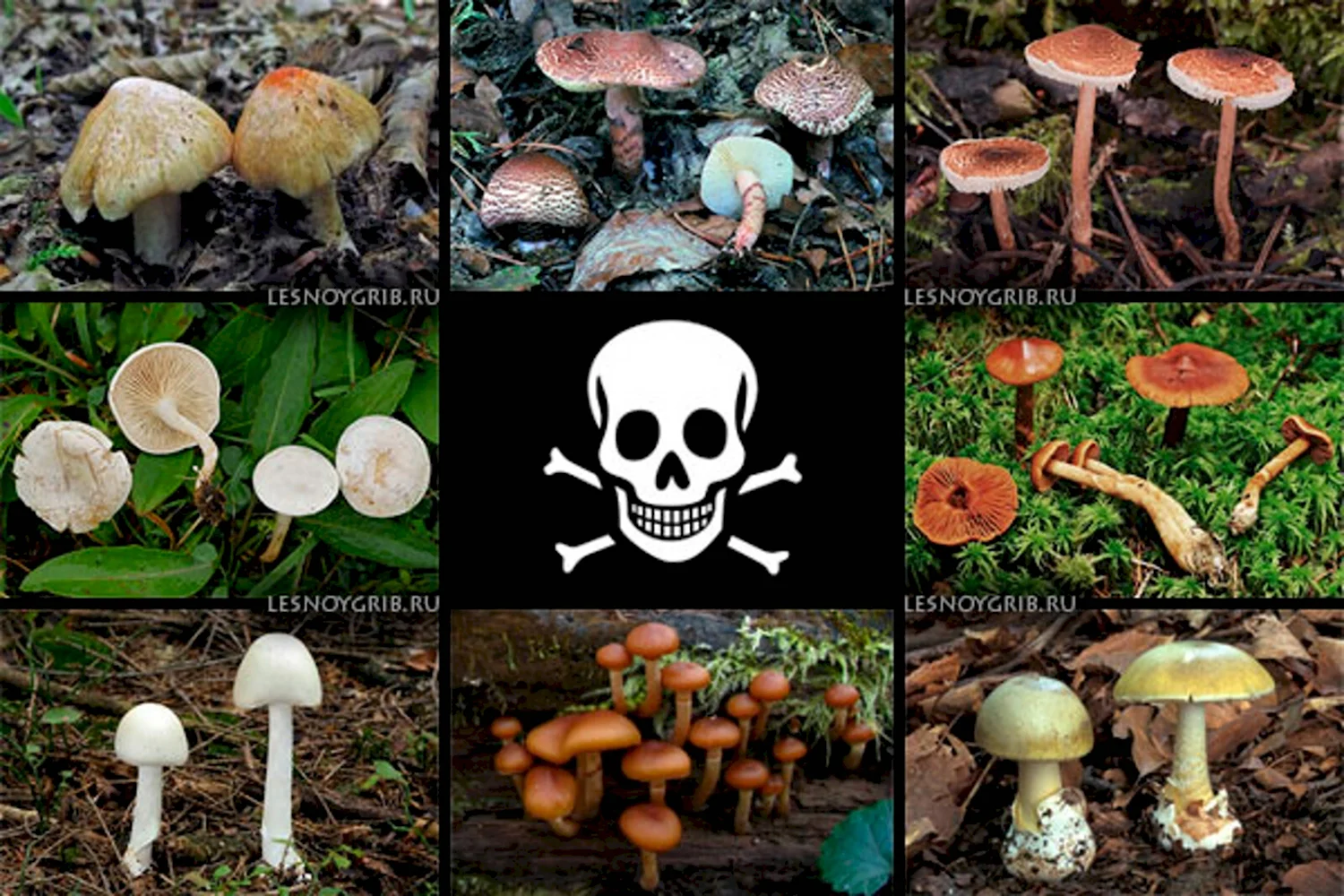 Кунашир богат съедобными и лечебными грибами