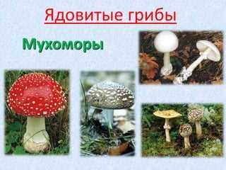 Удемансиелла бурокрайняя новый вид грибов нашли на Сахалине