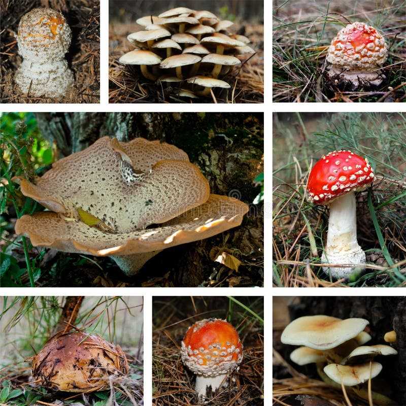 Список видов грибов Кунашира вырос в 2,5 раза