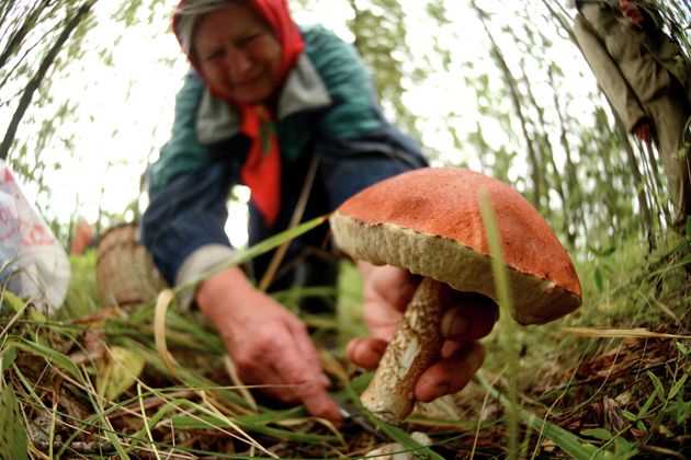 Ядовитые грибы курской области фото и описание