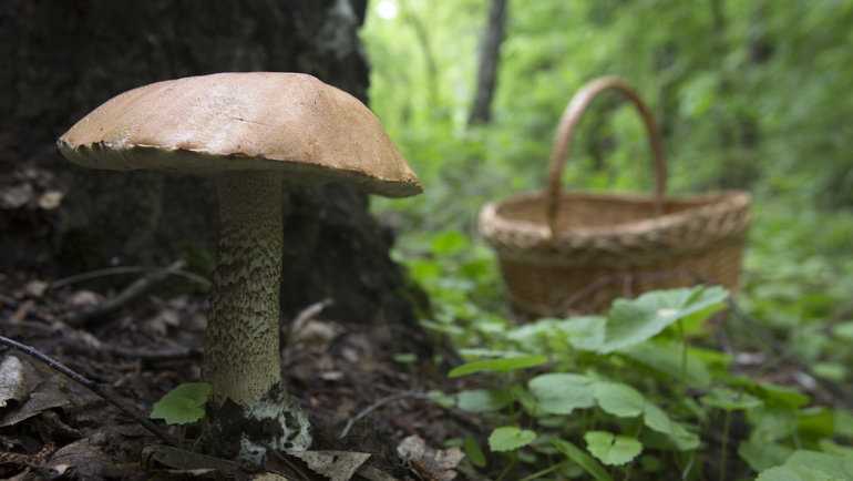 Лес отравлен ненужными грибами
