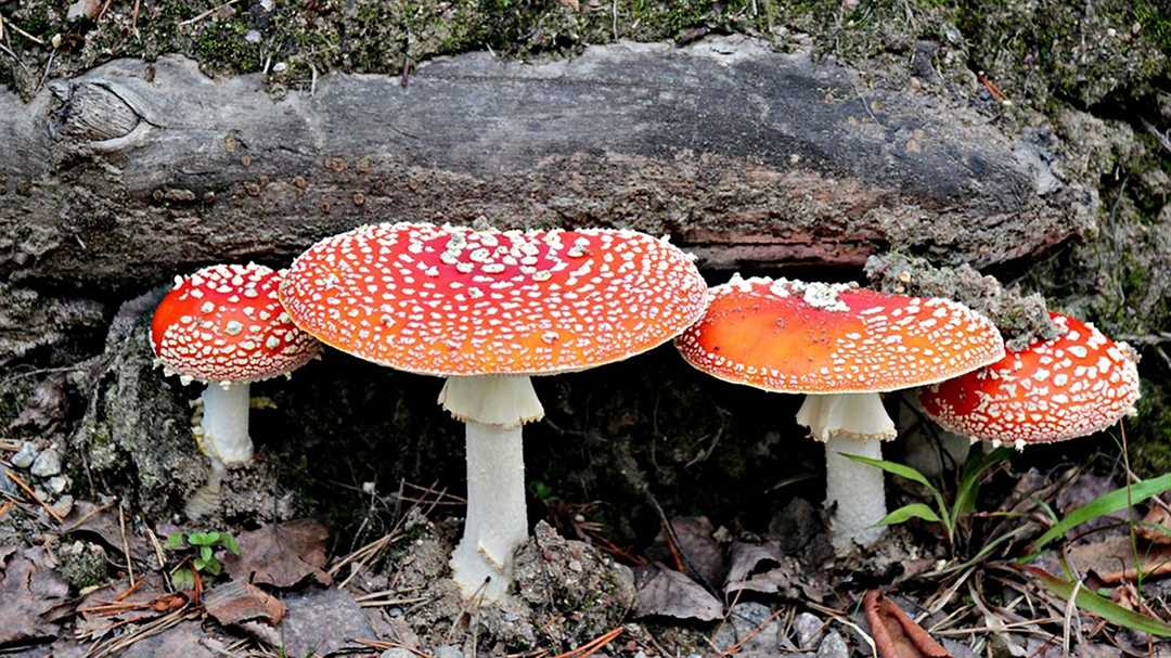 Ядовитые грибы липецкой области фото и название