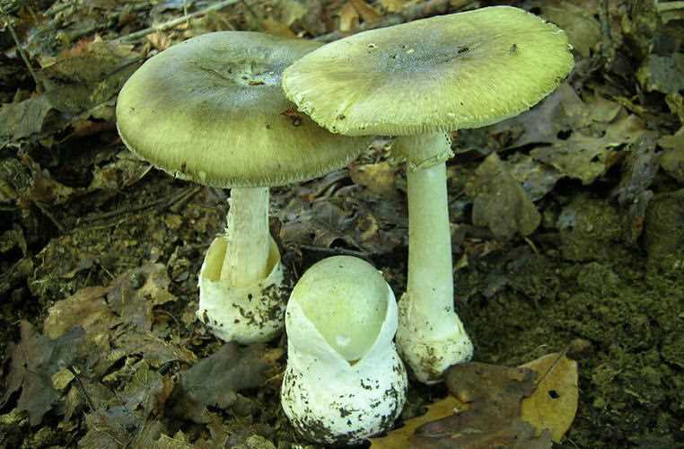 Фото и виды ядовитых грибов Нижегородской области.