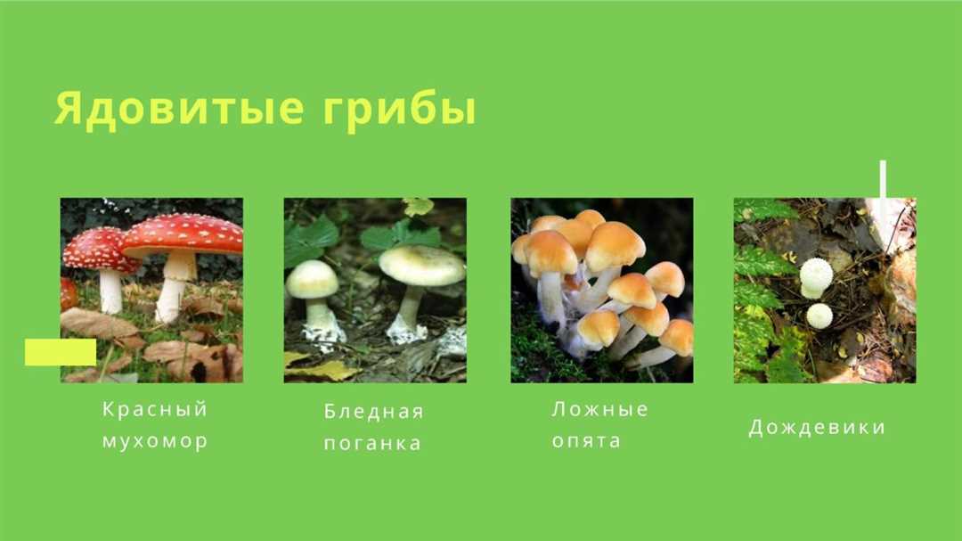 Ядовитые грибы пермского края фото и описание