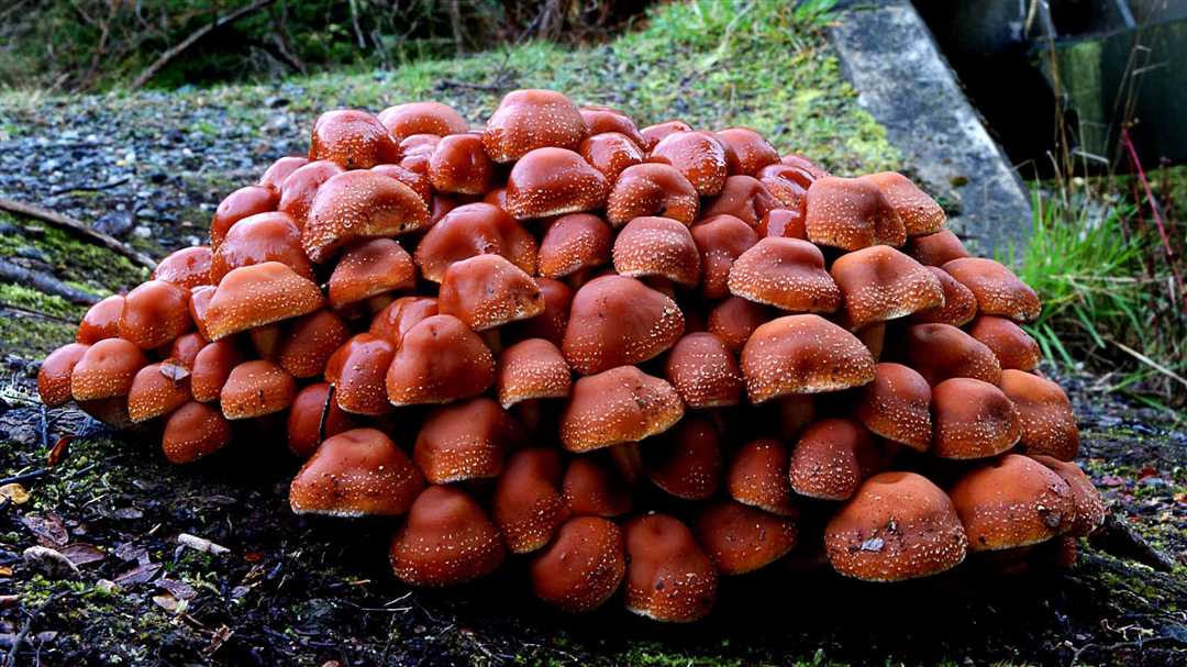 Как определить ядовитые грибы, похожие на опята