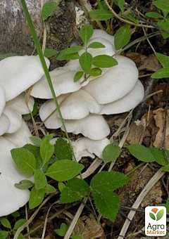 Ложные вешенки как выглядит гриб – фото и описание