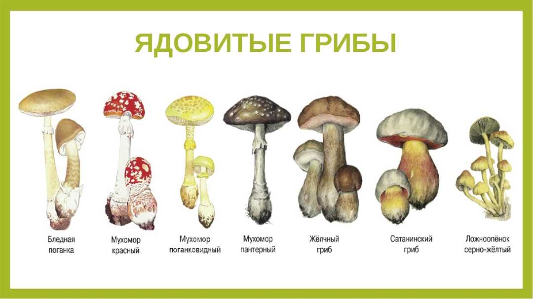 Съедобные грибы и грибники в Псковской области