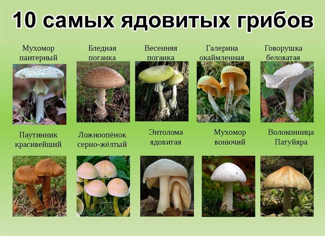 Множество грибов в нашем заповеднике Кудеверь