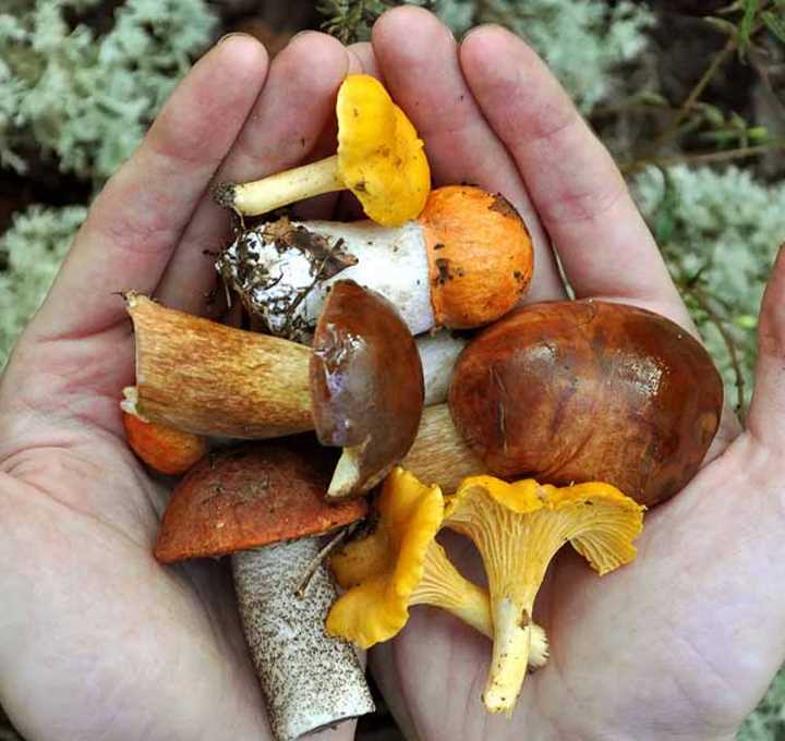 Фото и описание ядовитых грибов, которые растут в Псковской области
