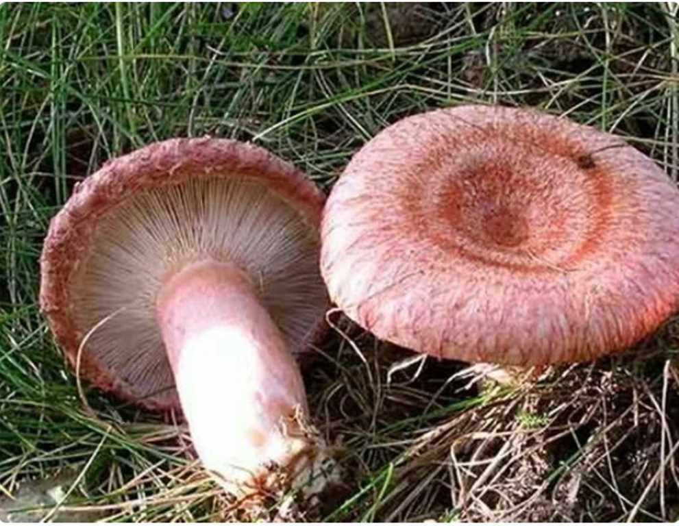 Опасные грибы — розовая волнушка — что нужно знать?