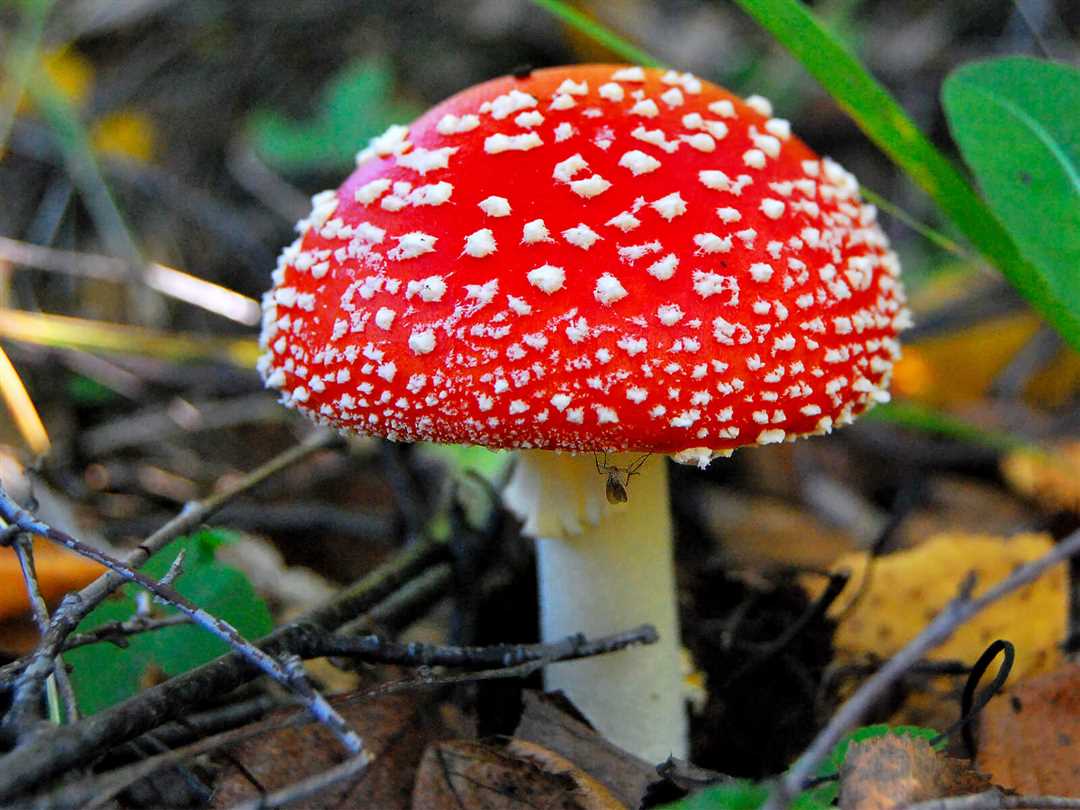 Опасные грибы, которые можно встретить в природе Саратовской области — фотографии и названия.