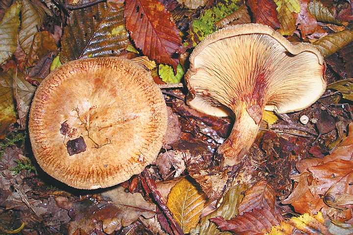 Ядовитые грибы смоленской области