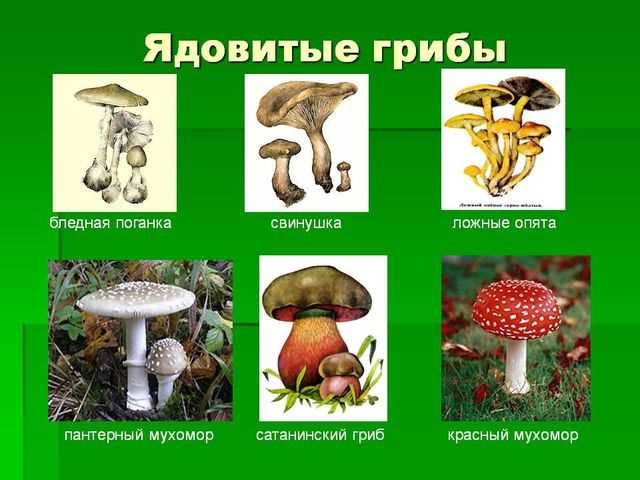 Ядовитые грибы смотреть