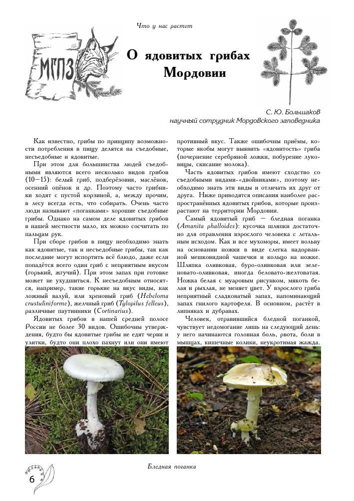 Съедобные грибы - Грибы и грибники