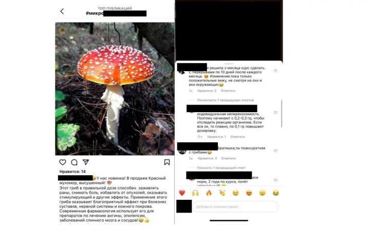 В Беловежской пуще нашли синий гриб. Что это за чудо и можно ли его есть?